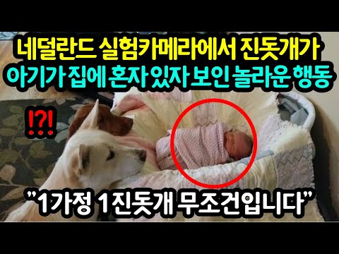 [유튜브] "진돗개＂가 아기가 집에 혼자 있자 보인 놀라운 행동
