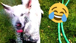 Dogs LOVE Water Hoses! 20 Minute Funny Dog and Puppy Video | 2024