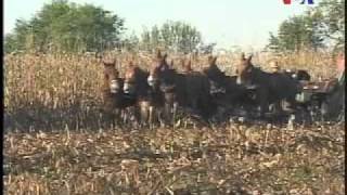 Amish Community in Pennsylvania
