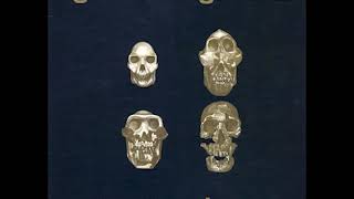 Golden Calgarians - CBC Brave New Waves