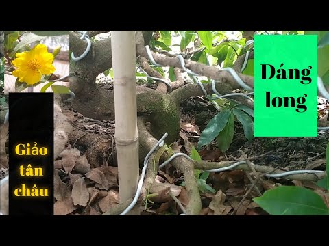 The plum tree has a beautiful trunk, branches and flowers.