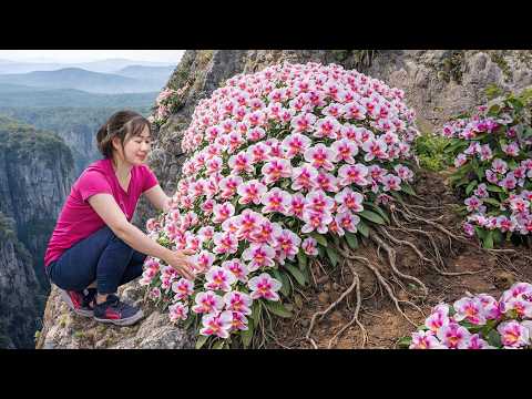 Harvesting Rare Red Wild Orchids to Sell | Brave Woman Risks Life To Harvest on The Cliff