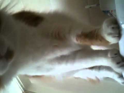 Menashe the cat's splash 'n splat!