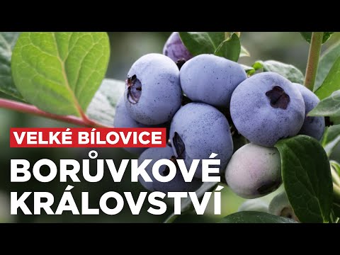 Borůvky z farmy ve Velkých Bílovicích