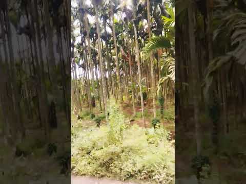 #relaxing #nature #meditationmusic #arecanutfarming #relaxingmusic