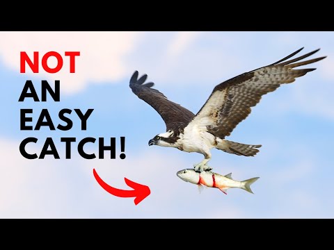OSPREY Gets Hit by BIG WAVE then Catches BIG FISH!