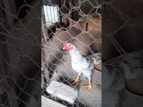 Di Alemão| Do Delegalo| Do Arrepiado| #shorts