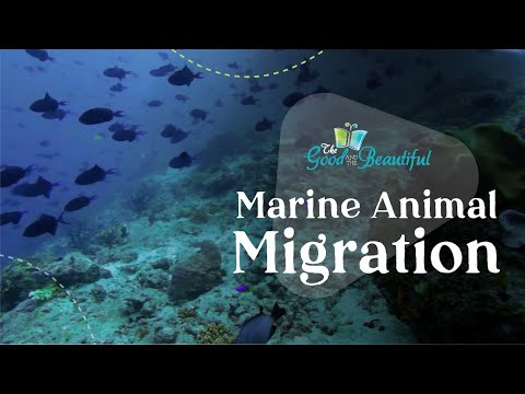 Marine Animal Migration | Marine Biology | The Good and the Beautiful