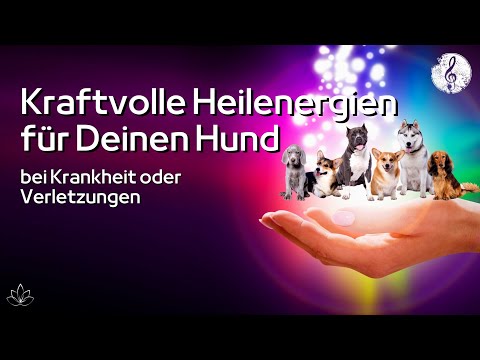 Heilenergien für Hunde 🙌🏼 | Immunsystem & Selbstheilungskräfte stärken | Kranker Hund | Verletzungen