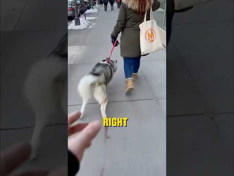 She Forced Her Injured Husky to Walk… -Emergency rescue 🚨