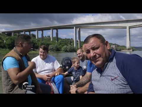 Sistem krava tele na Krcedinskoj Adi - U nasem ataru 848