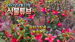 2021년 3월 13일 토요일  식물아빠와  예쁜식물들 보면서 수다 즐겨봐요~   #양재꽃시장 #식물튜브