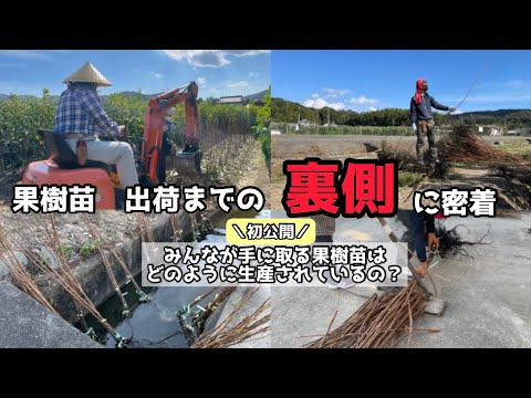 園芸 果樹の間伐