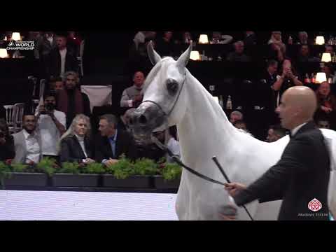 N 40 LR ERA DE EXCALIBUR   Paris 2019   Junior Fillies Class 2A