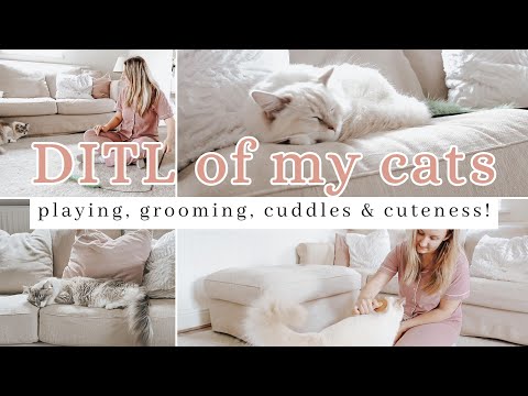 A Day In The Life Of My Ragdoll Cats | What Cats Do All day & My Advice