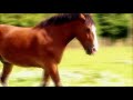 Mack The Horse Song Big Barn Farm