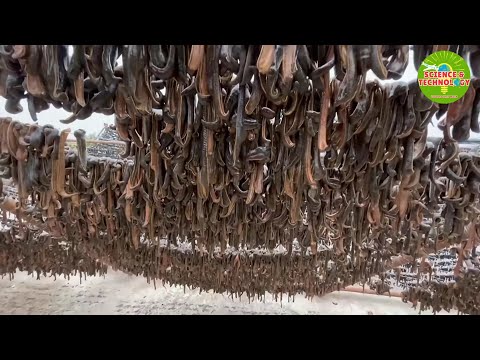 Amazing and Incredible Leech Farming in China. Largest Leech Farm in the World. Modern Agriculture