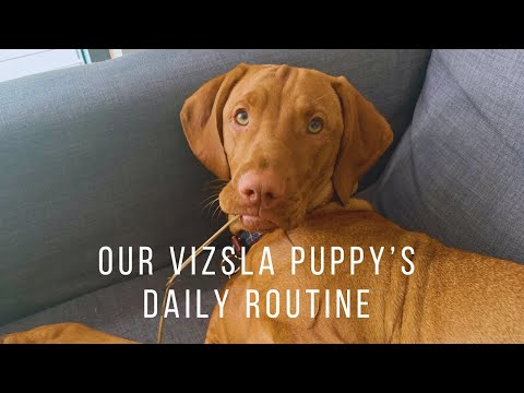 Our daily routine with our 8 month old Vizsla puppy