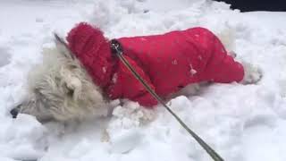 Westie loves snow