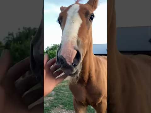 Horse of fortune love, spirit, and abundance#shortvideo