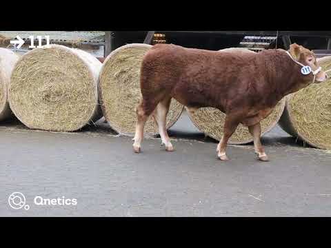 Fleischrindertage Katalognummer 111