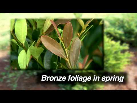 download lagu mp3 mp4 Blue Cascade Plant, download lagu Blue Cascade Plant gratis, unduh video klip Blue Cascade Plant