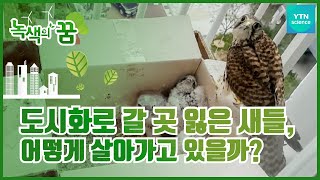 새들과 더불어 사는 삶 [녹색의 꿈] / YTN 사이언스