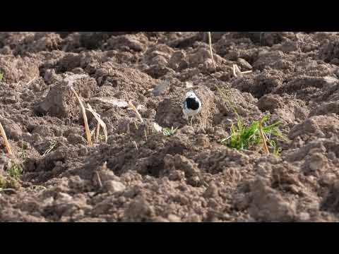 Bachstelze Männchen auf nahrungs suche Kotthausen Wuppertal Beyenburg 13.03.2022
