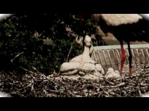 David Azzopardi - Ic-Cikonja