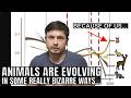 Animals Are Evolving to Survive in the Human World But Often in a Weird Way DEFAULT Thumbnail