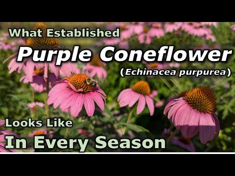 What Established Echinacea purpurea (Purple Coneflower) Looks Like in Every Season