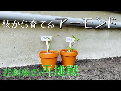 アーモンドの木 植物