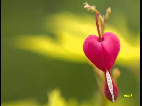 Aaromal Poove Neeyn Aaramathil..!!(Mini Anand)