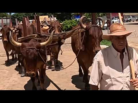 250 CARREIROS EM SÃO JOÃO DA MATA NO DESFILE !