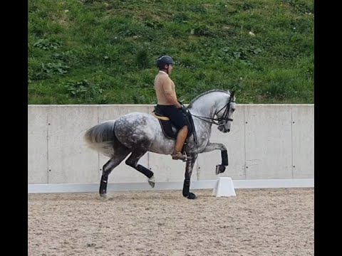 LUSITANO GELDING 8 YO