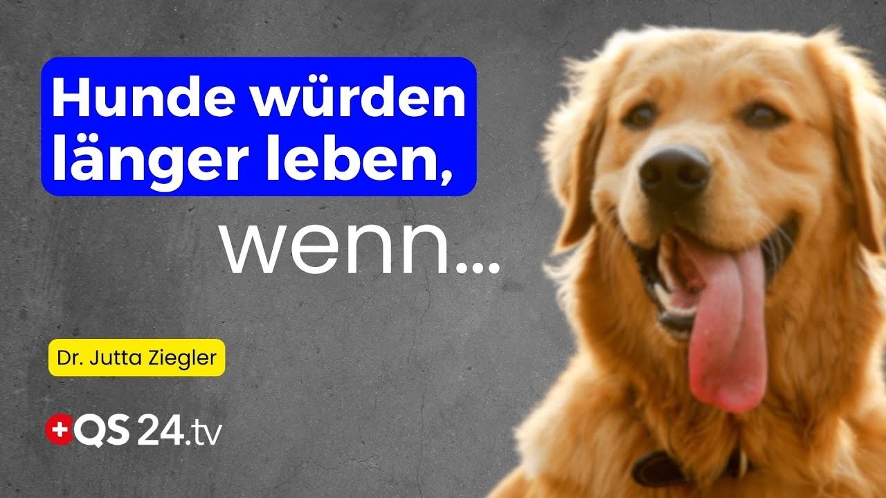 Ganzheitliche Tiergesundheit: Was Hunde und Katzen wirklich krank macht | Naturmedizin | QS24
