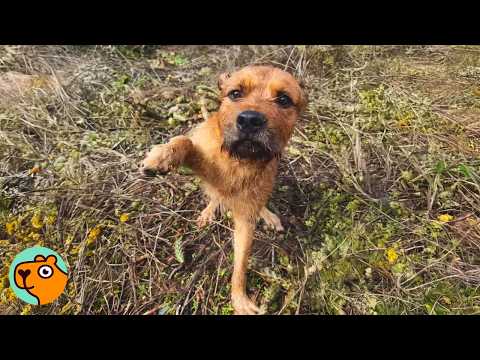 Dog Was Trapped in Cactus Patch Has the Sweetest Reaction to Rescue! | Cuddle Buddies