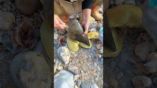 Download lagu #pearl #seafood #hunting pearls #picking pearls #fishing #food #satisfying #relax #fish #outdoors mp3 Download lagu #pearl #seafood #hunting pearls #picking pearls #fishing #food #satisfying #relax #fish #outdoors mp3