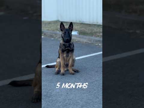 Berger Belge Malinois Adès ⚡️ @les2angesgardiens #ninolemalou #ades #malinois