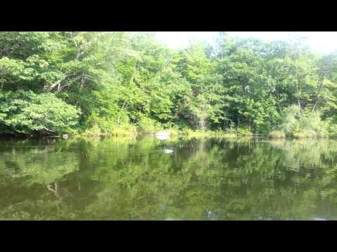 Loon Call - Horn Pond Maine - Jim Harrington