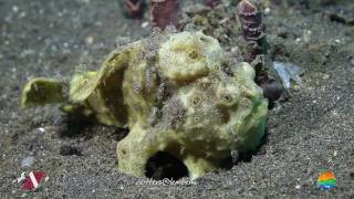 preview picture of video 'Muck Diving in Lembeh Strait Episode 30'