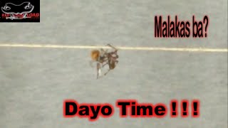 Dayo serye | red venom load