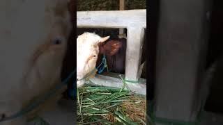 Download lagu Jual sapi untuk kurban  bapak Rahmat sawahan pesidi Grabag Magelang Jawa tengah mp3