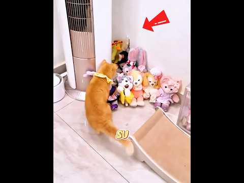 ¿Has visto algún juguete para gatos tan divertido como este? 🐱🎾😄🌟#cat #pets #funny #cute #shorts