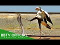THE SECRETARY BIRD Nature S Most Powerful Hunter In Action Animals Documentary BBTV Official