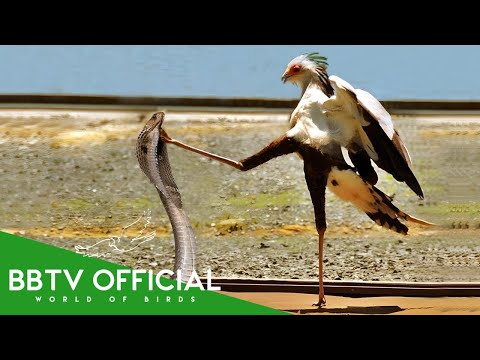 Secretary bird hunting in African savanna documentary