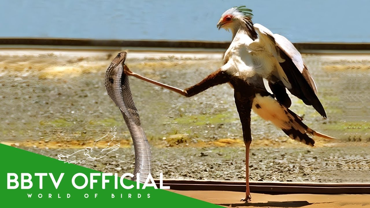 THE SECRETARY BIRD: Nature’s Most Powerful Hunter in Action! | Animals Documentary | BBTV Official