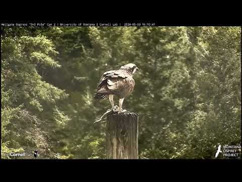 Hellgate Canyon Ospreys ~ Raven Flies Over Iris at the Owl Pole, May 03, 2024