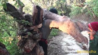 preview picture of video 'shepherd carry the wood for fire || village life ||'