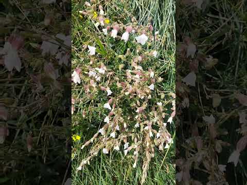 Weiße Lichtnelke im Naturgarten: Duftender Magnet für Nachtfalter